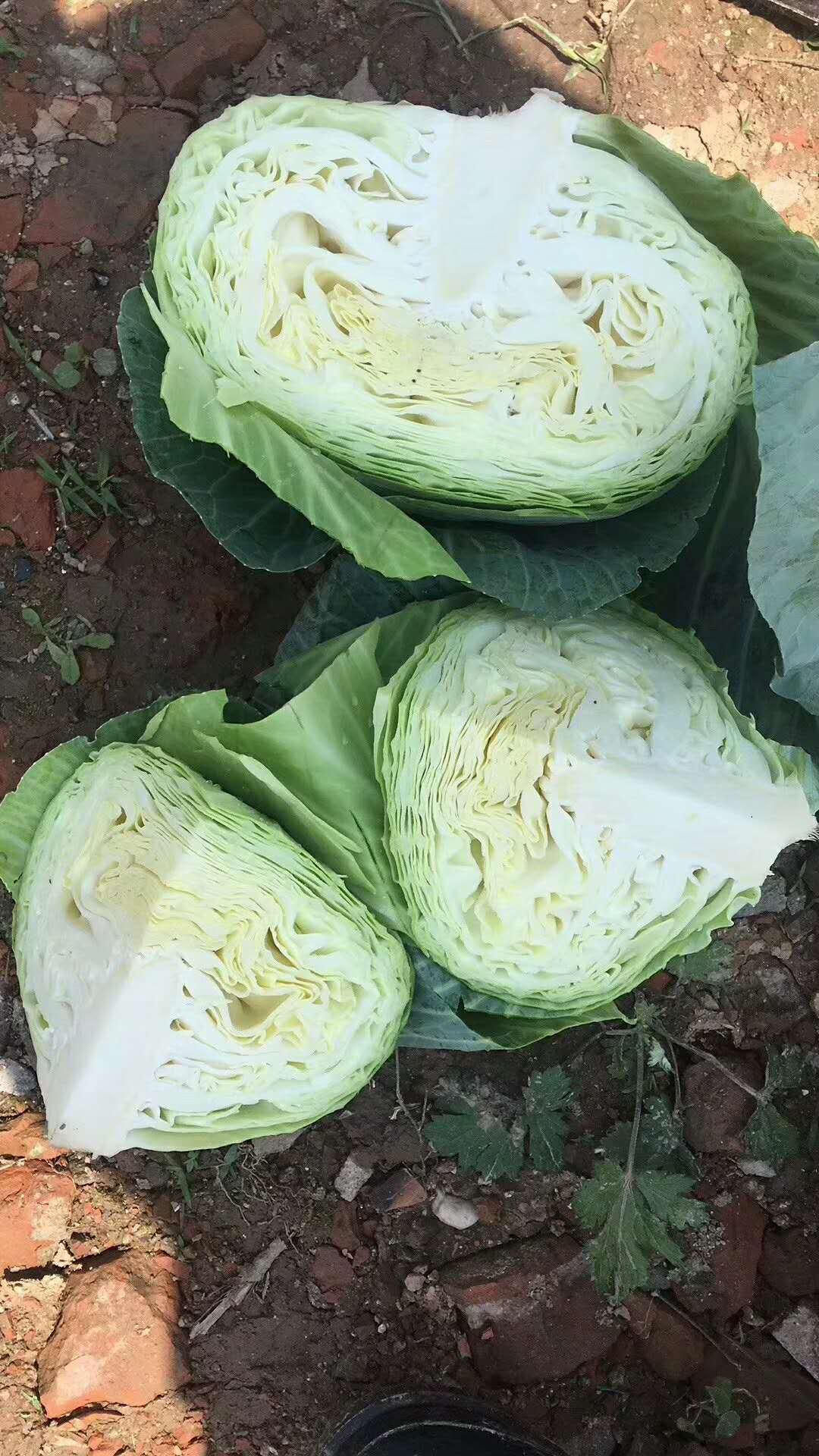 FRESH CABBAGE