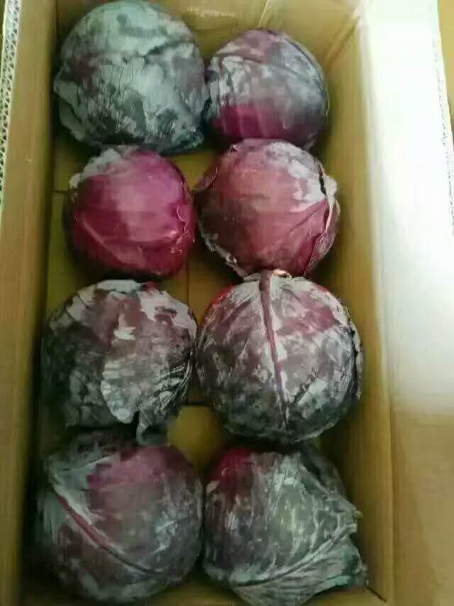 FRESH PURPLE CABBAGE