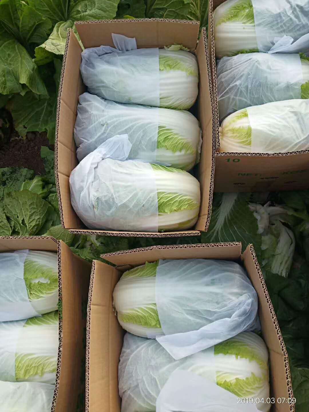 FRESH CHINESE CABBAGE