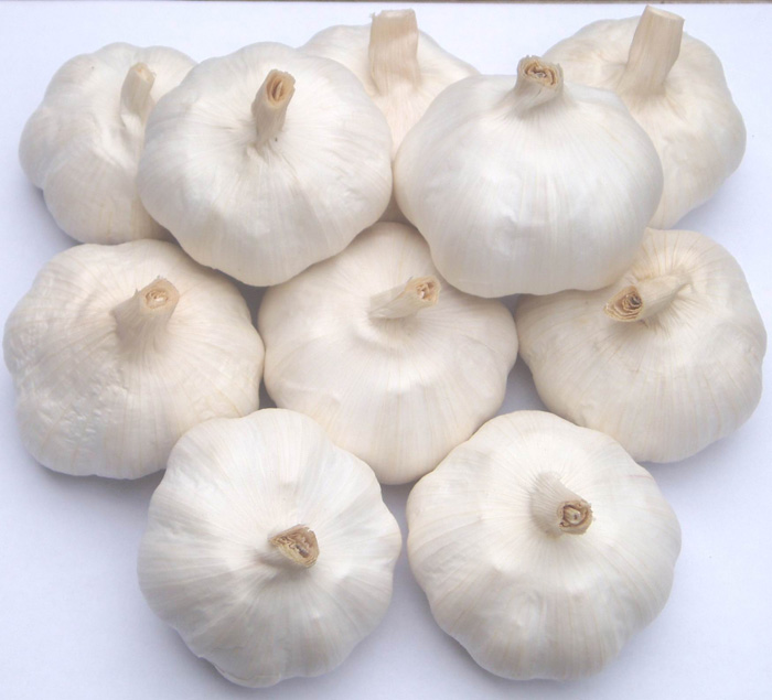 Garlic