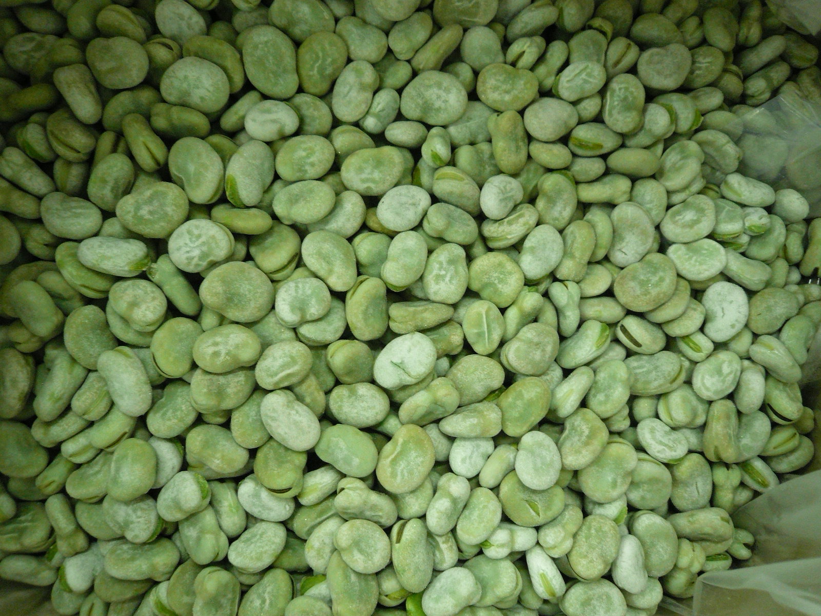 IQF GREEN BROAD BEAN